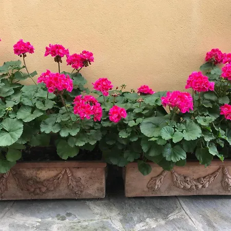 Bella Vista Carasco